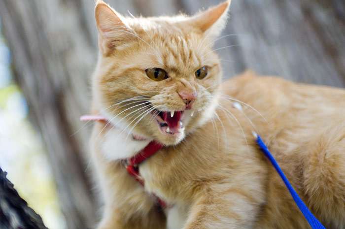 Почему кошки становятся агрессивными? причины и что с этим делать?