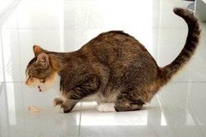 Как и чем кормить слепого котенка