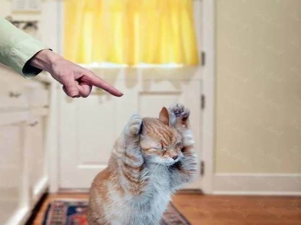 Как наказывать кошку правильно