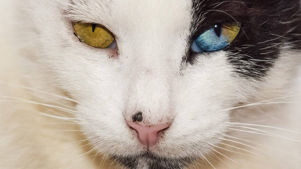 Цвет глаз у кошек — обсуждение в группе "кошки" | птичка.ру