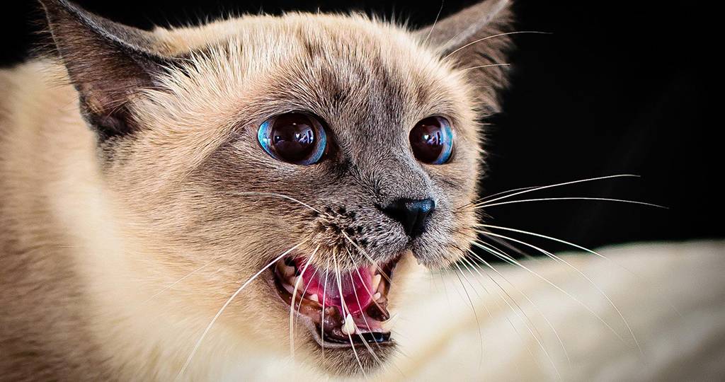 Агрессивный кот или кошка: причины агрессии и что с этим делать