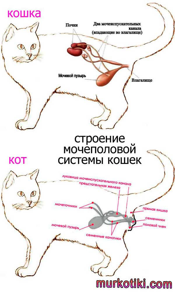 Анализ мочи у кошки. способы сбора биоматериала