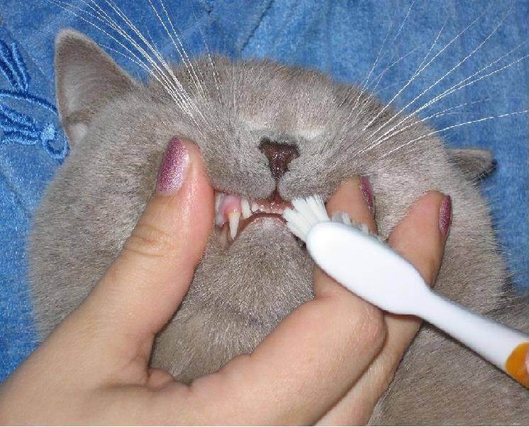 Смена зубов у кошек — объясняем детально