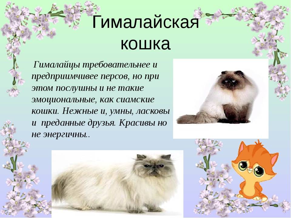 Гималайская кошка: особенности породы и фото кота, уход за питомцем и его содержание