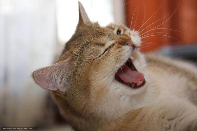 Ветеринары делятся опытом: почему кошка чихает, как лечить и что делать в этой ситуации