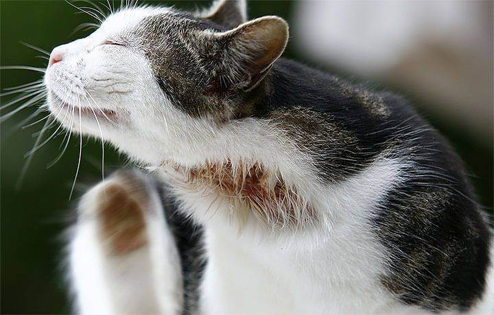 Почему у кошек возникает аллергия на корм?