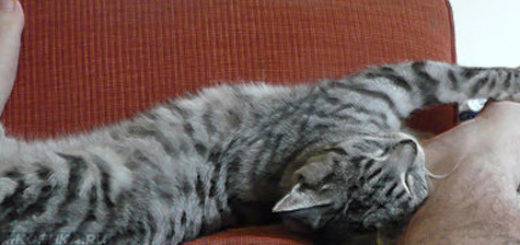 Почему кошка спит в ногах у человека? приметы о кошках