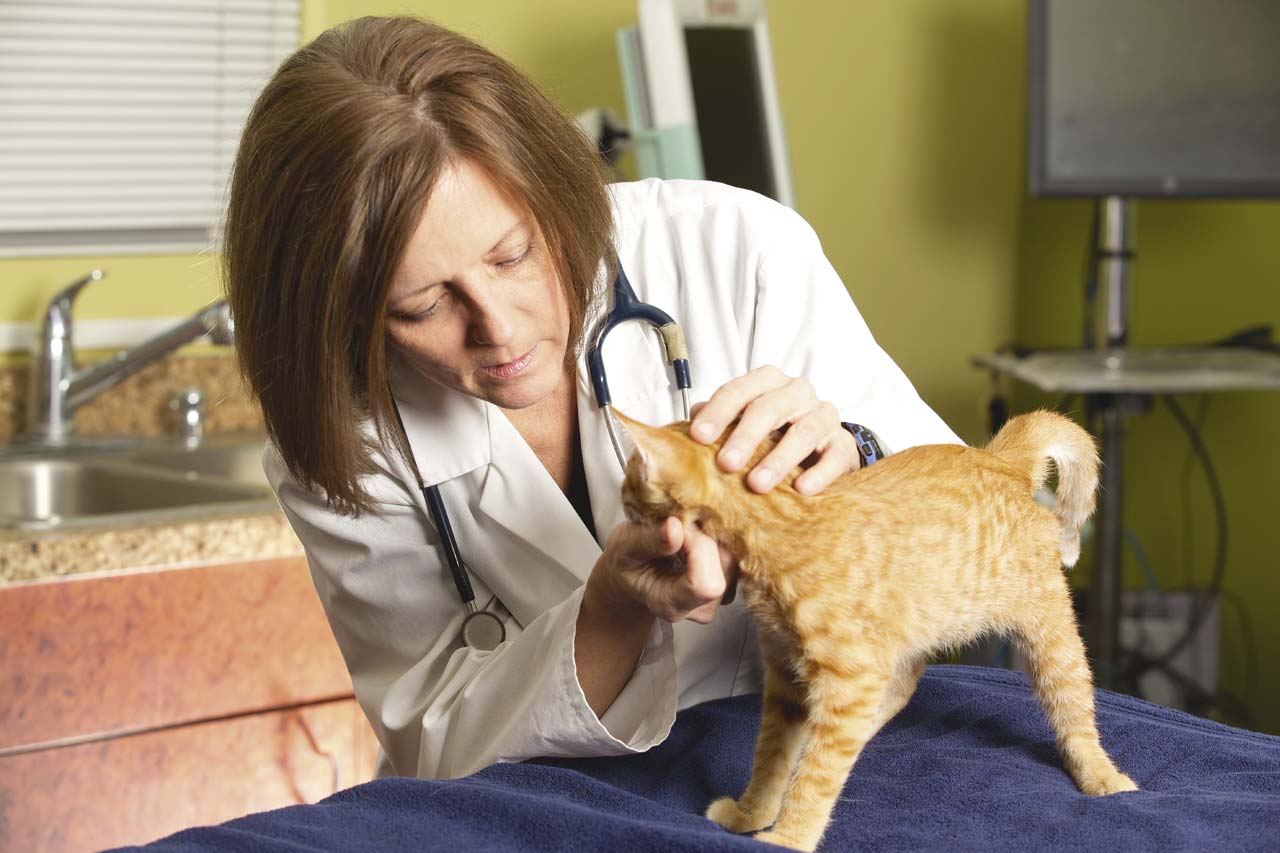 Эпилепсия у кошек: причины, симптомы, первая помощь, лечение, последствия
