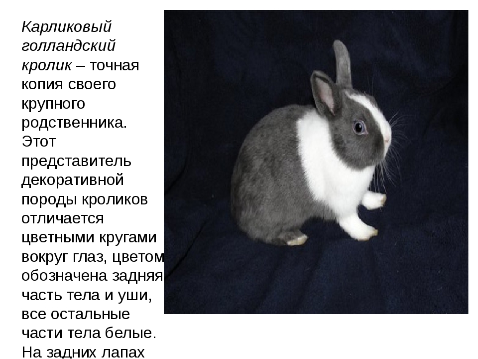 Породы декоративных кроликов: фото, названия и описание