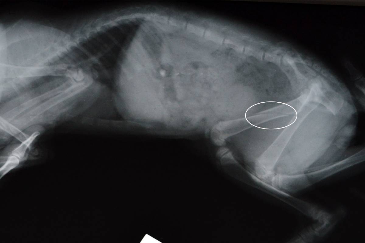 Гипертония у кошек: признаки, лечение и прогнозветлечебница рос-вет