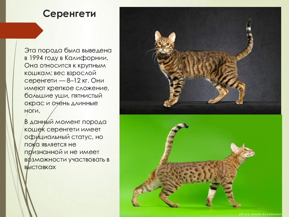 ᐉ серенгети порода кошек: фото, цена, описание животного, отзывы - zooon.ru