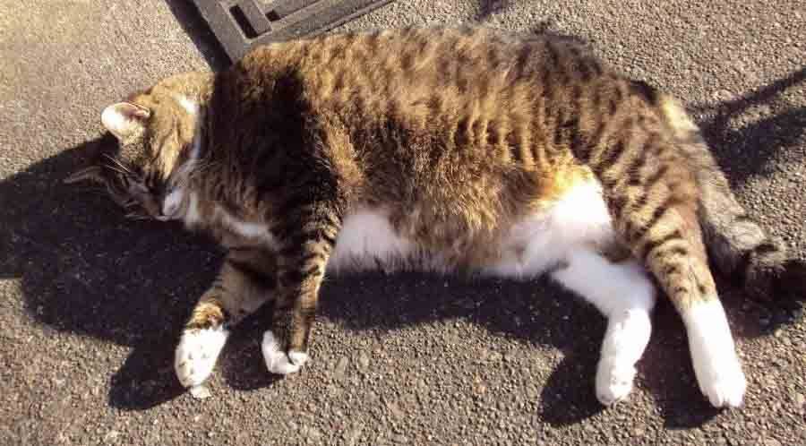 Лишний вес у кошек