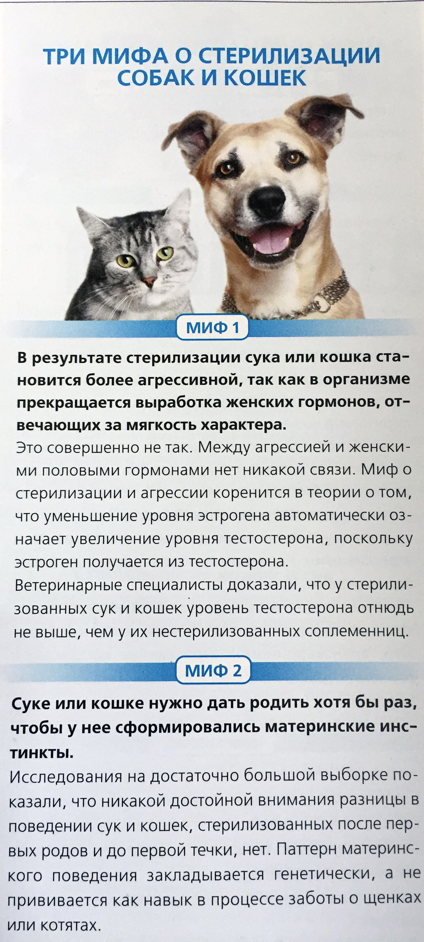 Стоит ли кастрировать или стерилизовать любимого кота? | животные | школажизни.ру