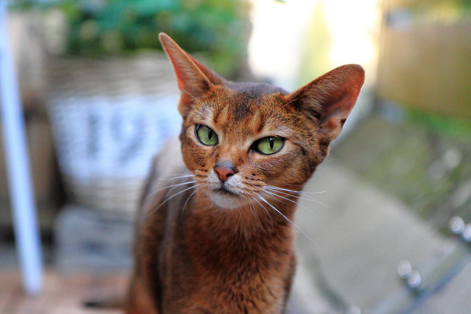 ᐉ цейлонская кошка - описание пород котов - ➡ motildazoo.ru