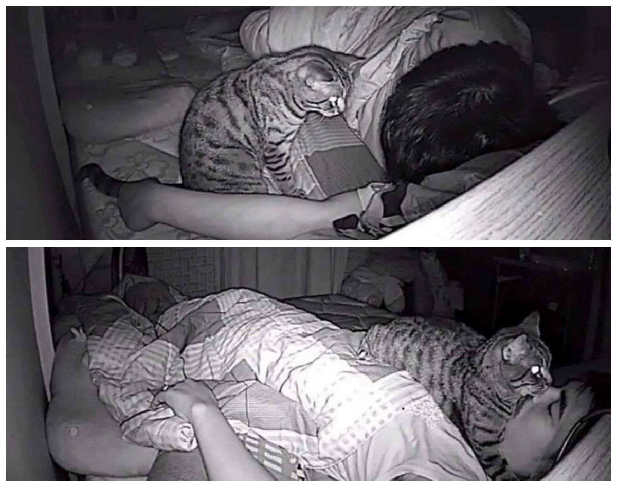 Как приучить кота спать ночью. приучение котёнка к месту для сна
