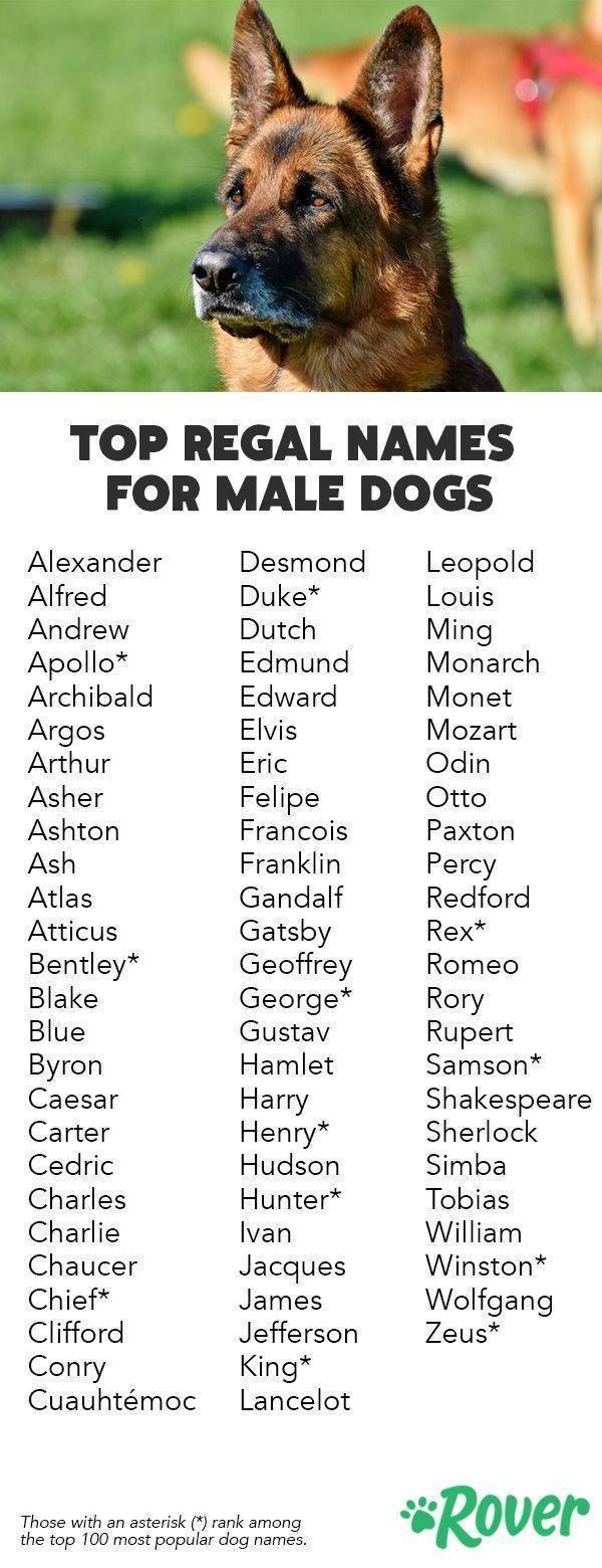 Клички для собаки девочки - как выбрать красивое имя?