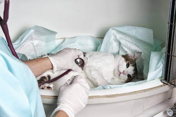 Признаки боли у кошек | ветеринарная клиника «соколиная гора»
