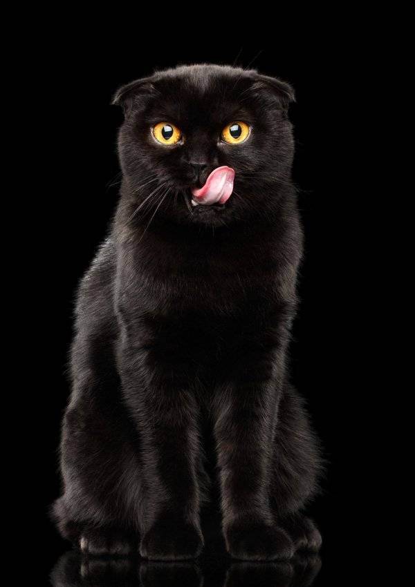 Как назвать черного кота или кошку? список красивых и необычных имен, которыми можно назвать котят-мальчиков и девочек черного цвета