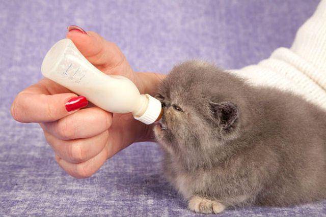 Чем кормить котят, если у кошки нет молока