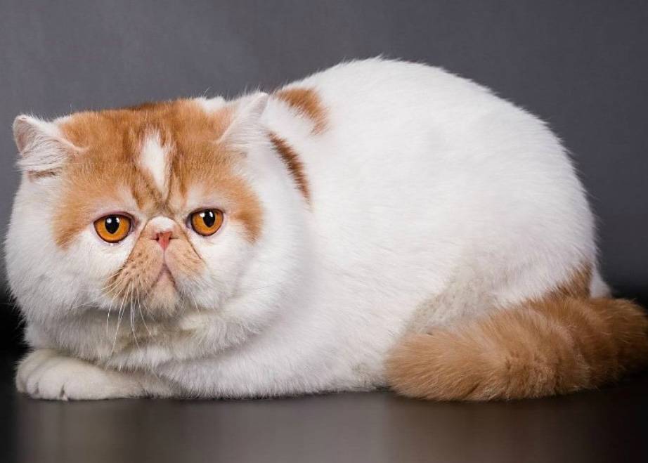Кошки с приплюснутой мордой – pet-mir.ru