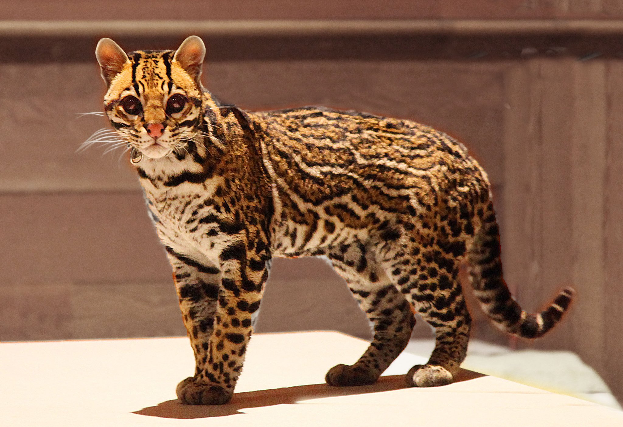 Азиатская леопардовая кошка: получится ли приручить это чудо азии?