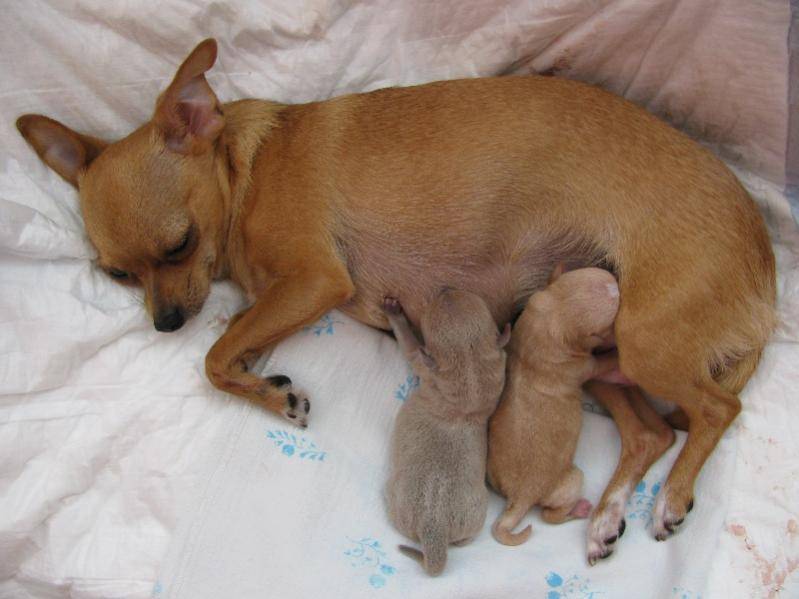До какого возраста у собак бывает течка? отсутствие течки у старой собаки - animallist.ru