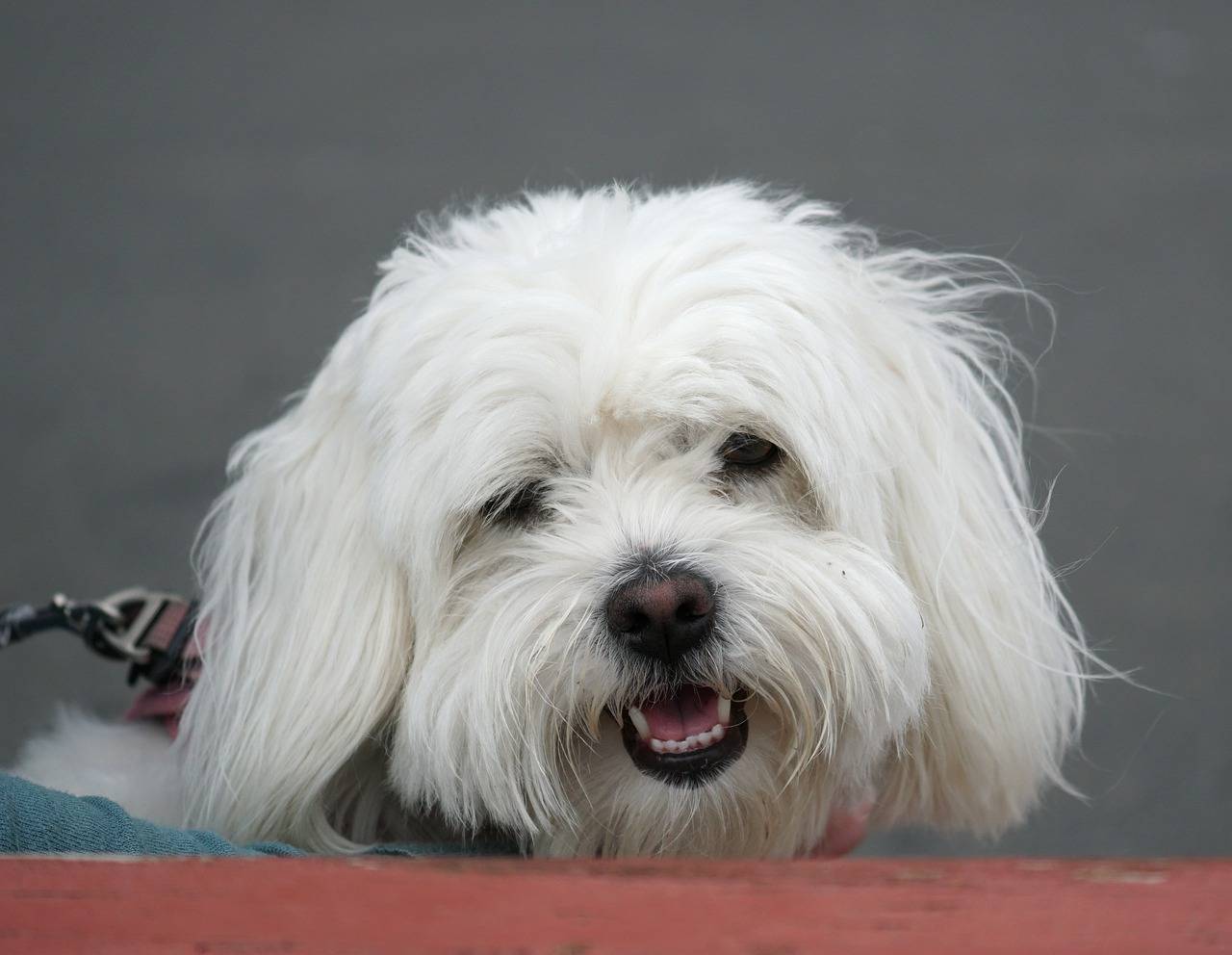 Бишоны: гаванский хаванез, мадагаскарский котон-де-тулеар, лион – он же левхен или малая львиная собака, характеристики взрослого фризе и других мини пород, их фото