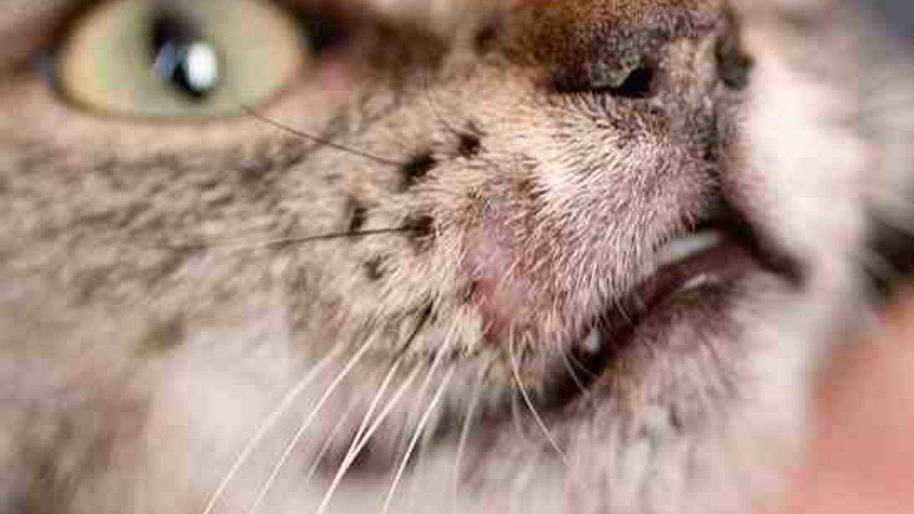 Чем можно заразиться от кошки: кошачьи болезни, передающиеся человеку