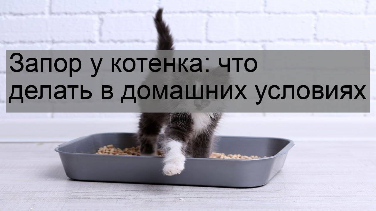 У кошки запор чем можно помочь в домашних условиях: как лечить и чем кормить, что дать от запора, поможет ли вазелиновое масло и дюфалак