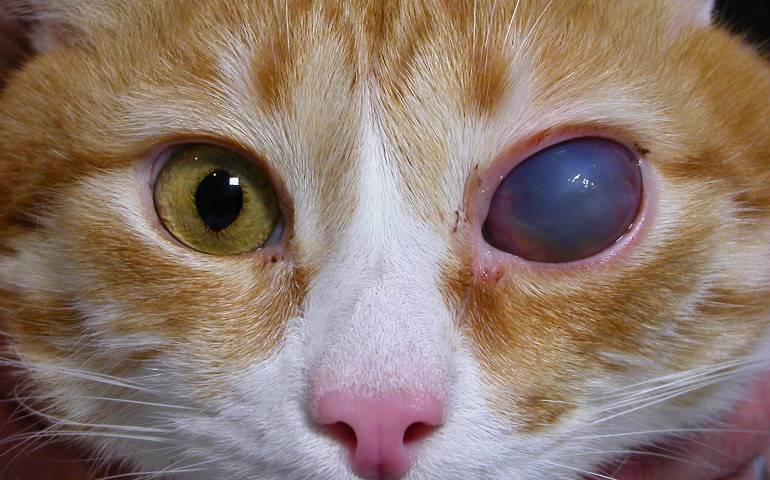 4 причины появления пятна на глазу у кошки - виды и лечение