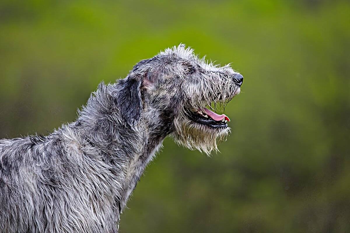 Ирландский волкодав собака. описание, особенности, уход и цена породы | sobakagav.ru