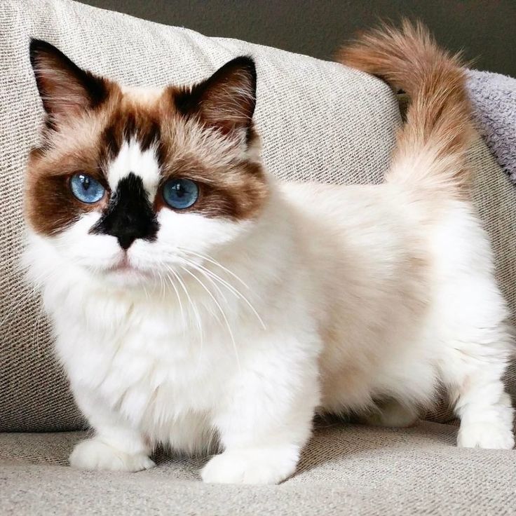 Кошки: самая красивая порода. кошки, которые считаются самыми красивыми: фото :: syl.ru