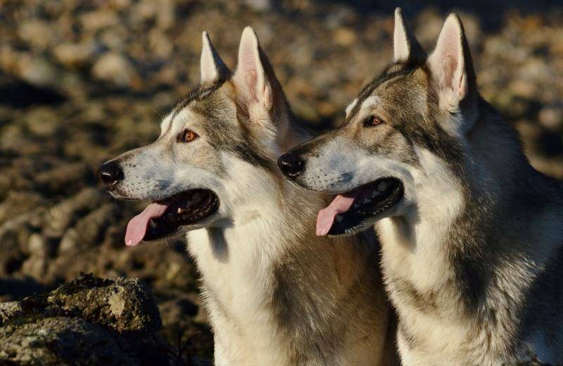 Непризнанный гибрид немецкой овчарки и сибирского хаски: северная инуитская собака