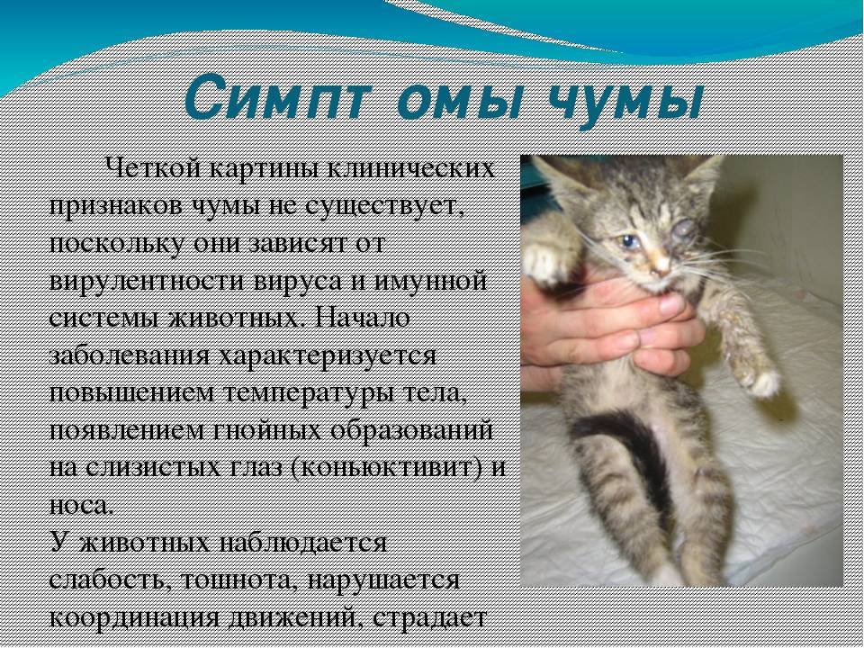 Чумка (панлейкопения) у кошек и котят | симптомы и лечение