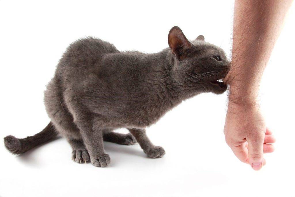 Как отучить котенка царапаться и кусаться: советы