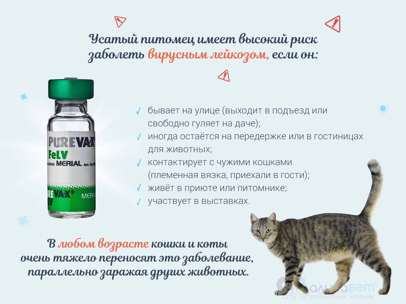 Лейкоз у кошек: симптомы вирусной лейкемии, профилактика и лечение заболевания, отзывы ветеринаров и владельцев