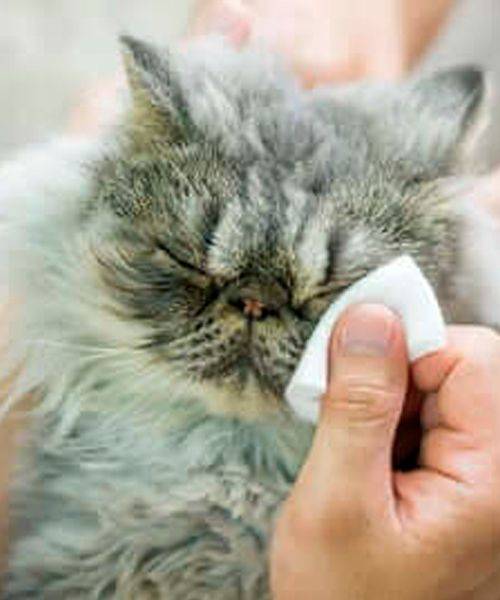 Болезни глаз у кошек - список, причины, симптомы и лечение