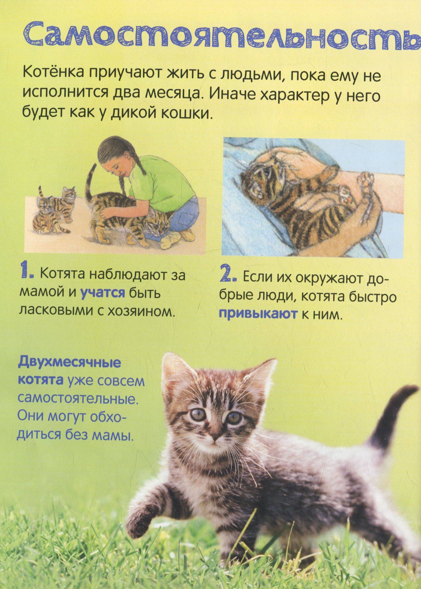 Как приучить кошку к домику: рекомендации и советы из практики