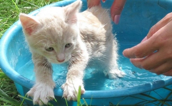 В каком возрасте можно купать котенка