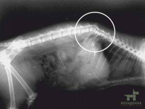 Переломы костей у кошек: симптомы, причины, лечение и профилактика
