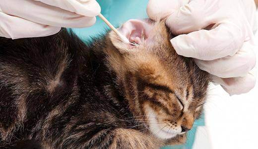 Коричневая грязь в ушах у кошек — эффективная помощь питомцу