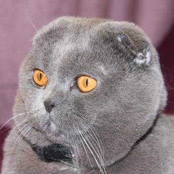 Какой цвет глаз у британских кошек