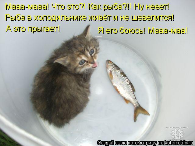 Почему хочу рыбу. Котоматрица рыба. Кот стащил рыбу. Котик хочет рыбку. Хочу рыбку.