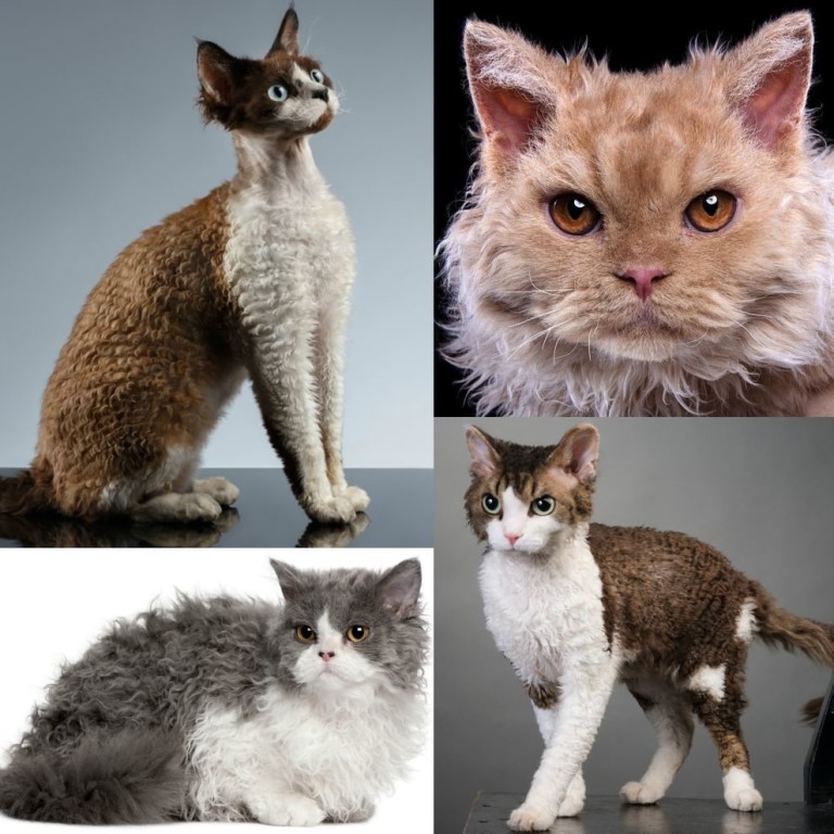 Как называются породы кудрявых кошек – с короткой или длинной кучерявой, волнистой шерстью: названия, описание и фото