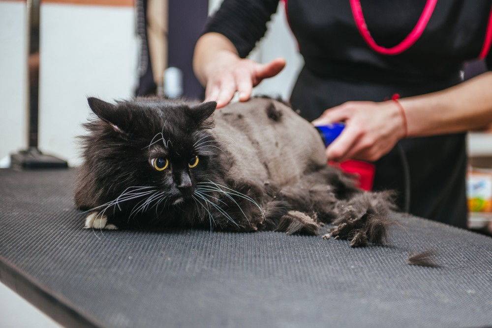 Как подстричь кота в домашних условиях