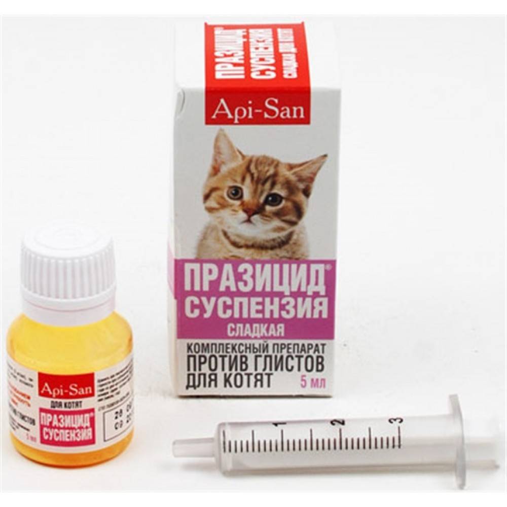 Глисты у кошек: симптомы, лечение, профилактика