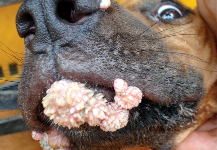 Почему у собаки пахнет изо рта? │ рыбой, тухлятиной, гнилью? мочой? что делать?