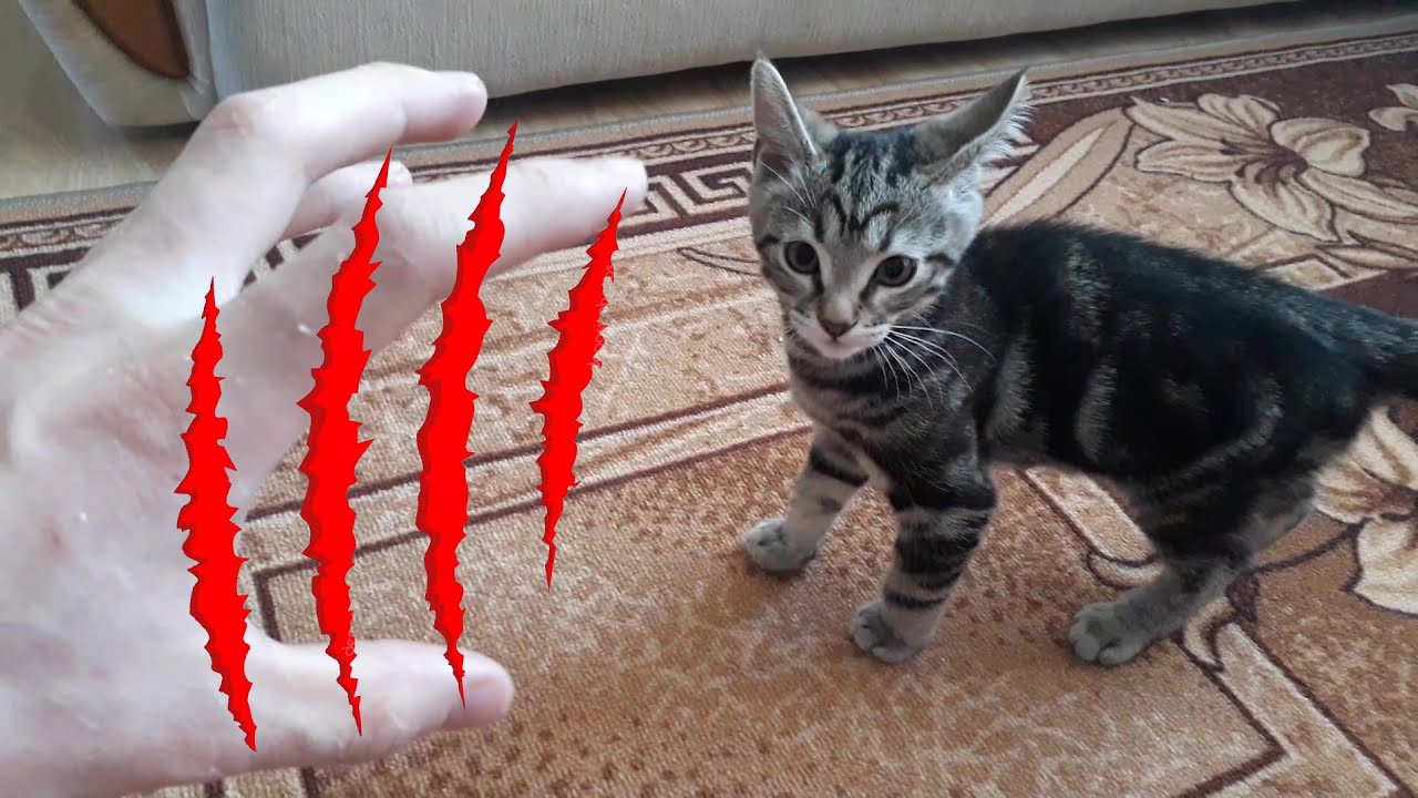 Кошка спит в ногах хозяина, что это значит?