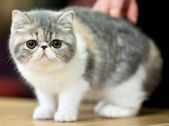 Хвост шотландской кошки — барометр здоровья.