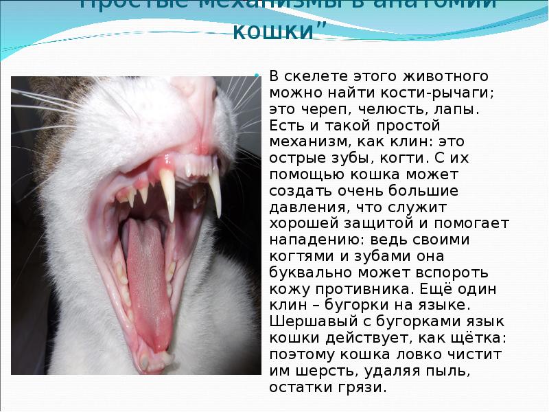 Смена зубов у вашего котенка: когда и как меняются молочные зубы? | hill's